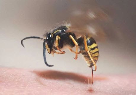 A close-up of a yellow jacket wasp in flight, representing pest control services by Empire Maintenance in Lewiston, ID.