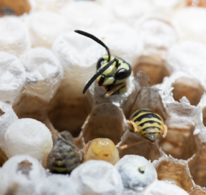 Wasp larvae and pupae visible within a nest, indicating a pest infestation handled by Affordable Termite & Pest Control in Bloomington, IN.