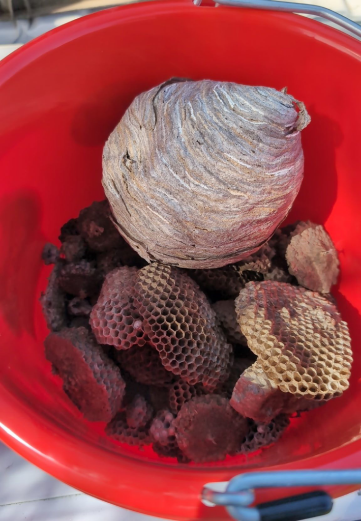 A large wasp nest and pieces of honeycomb in a red bucket after removal by Watts Pest Control in Phoenix, AZ