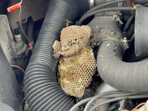 A large wasp nest built inside the engine compartment of a vehicle, a common pest control problem handled by DTG Pest Control in North Aurora, IL.