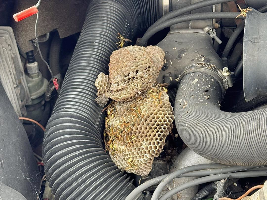 A large wasp nest built inside the engine compartment of a vehicle, a common pest control problem handled by DTG Pest Control in North Aurora, IL.