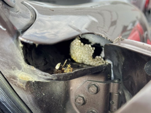 A wasp nest built inside a car's fender or body panel, a challenging pest removal situation for DTG Pest Control in North Aurora, IL.