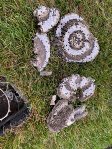 Pieces of wasp nest combs scattered on the grass after removal by Herman Pest Control Services in Minot, ND.