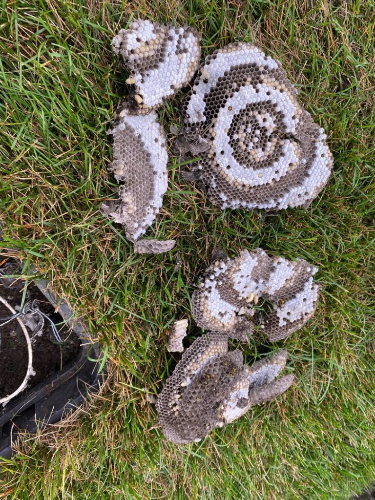 Pieces of wasp nest combs scattered on the grass after removal by Herman Pest Control Services in Minot, ND.