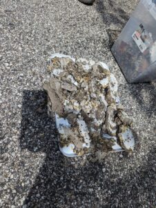 Wasp nest debris and larvae on a white tray after removal by Bye Bye Pest Solutions in Hanover, PA.