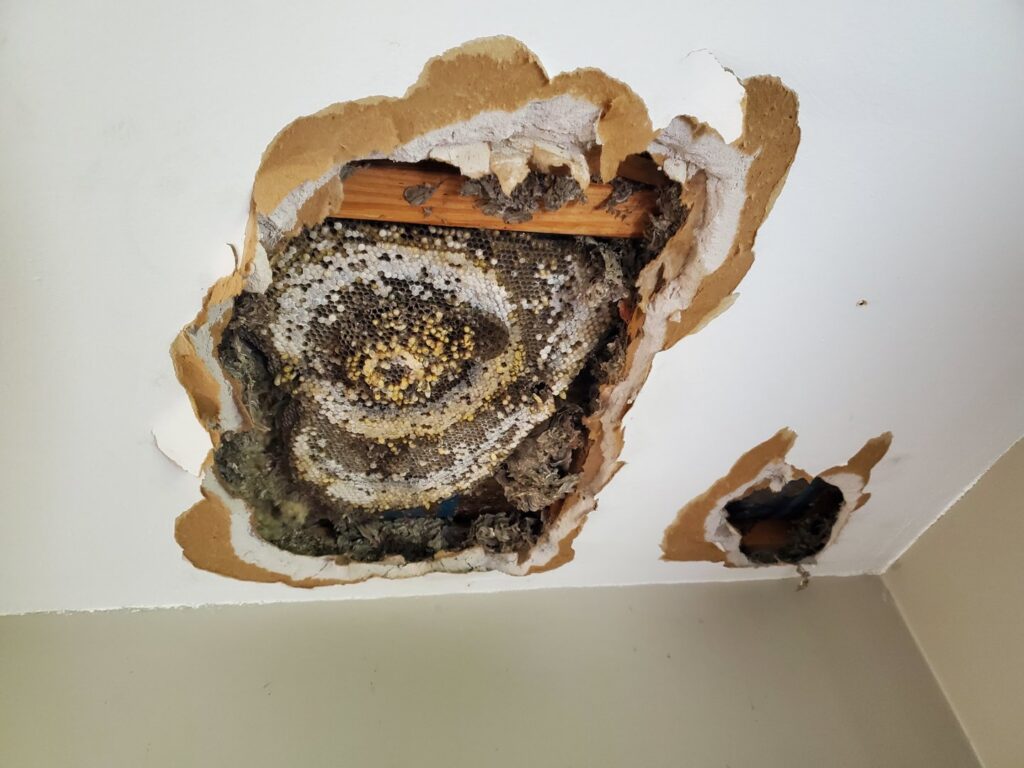 A large wasp nest exposed in a damaged ceiling, showing a pest problem handled by Milltown Pest Control LLC in Derry, NH.