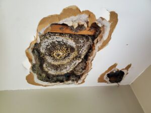 A large wasp nest exposed in a damaged ceiling, showing a pest problem handled by Milltown Pest Control LLC in Derry, NH.