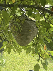 A large wasp nest hanging from a tree branch, indicating a pest control service by 1St State Pest & Home Services in Middletown, DE.