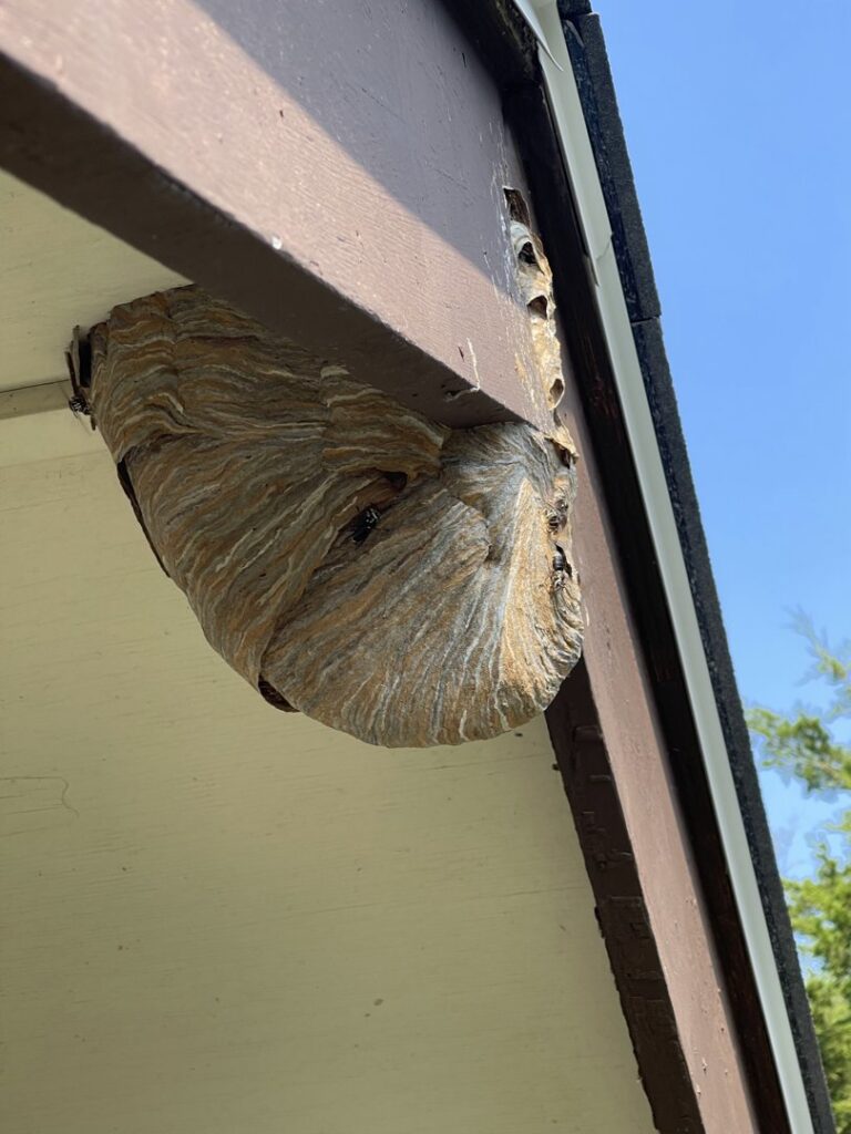 A substantial wasp nest hanging from the eaves of a residential home, a common pest problem solved by DTG Pest Control in North Aurora, IL.