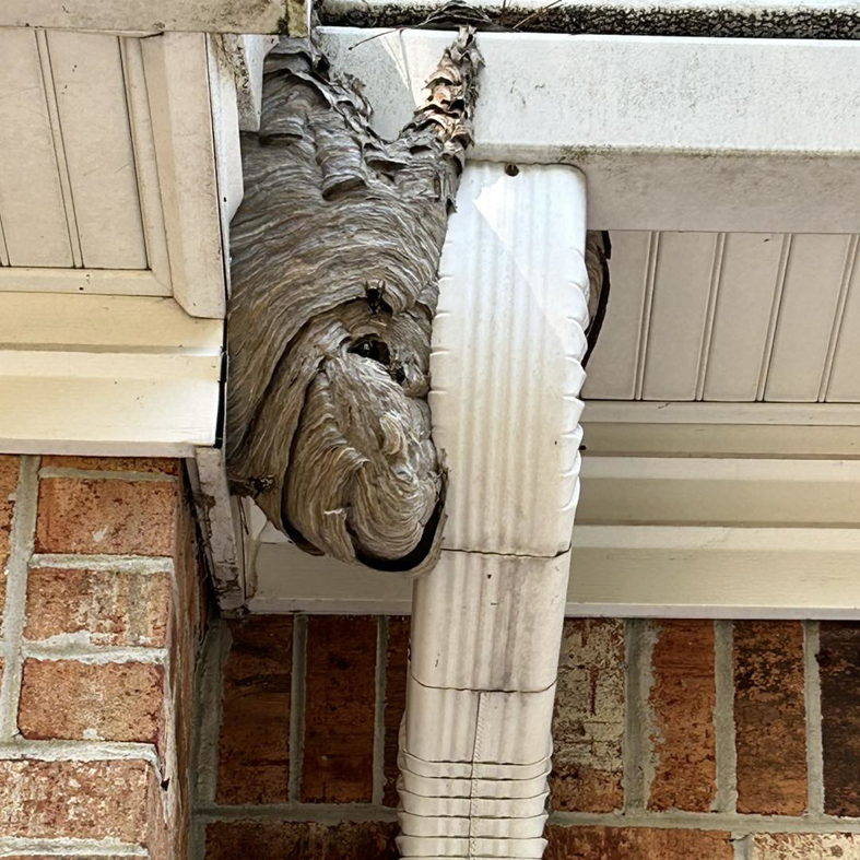 A large wasp nest attached to the side of a house, indicating a pest control job by Hug-A-Bug Pest Control & Termite in Virginia Beach, VA.