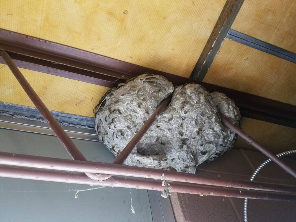 A large wasp nest built into the rafters of a building, indicating a pest issue for Milltown Pest Control LLC in Derry, NH.