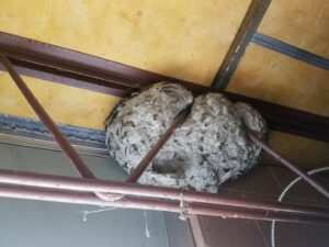 A large wasp nest built into the rafters of a building, indicating a pest issue for Milltown Pest Control LLC in Derry, NH.
