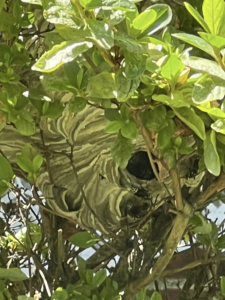 A large wasp nest visible within a green bush, indicating a pest control need for 1St State Pest & Home Services in Middletown, DE.