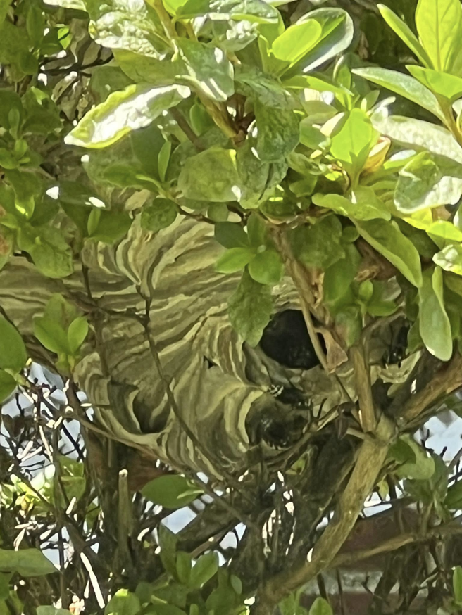 A large wasp nest visible within a green bush, indicating a pest control need for 1St State Pest & Home Services in Middletown, DE.