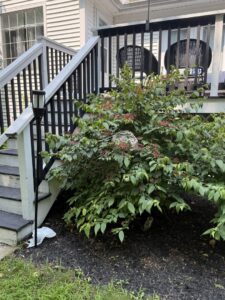 A large wasp nest visible in a bush next to a residential deck, identified by Milltown Pest Control LLC in Derry, NH.