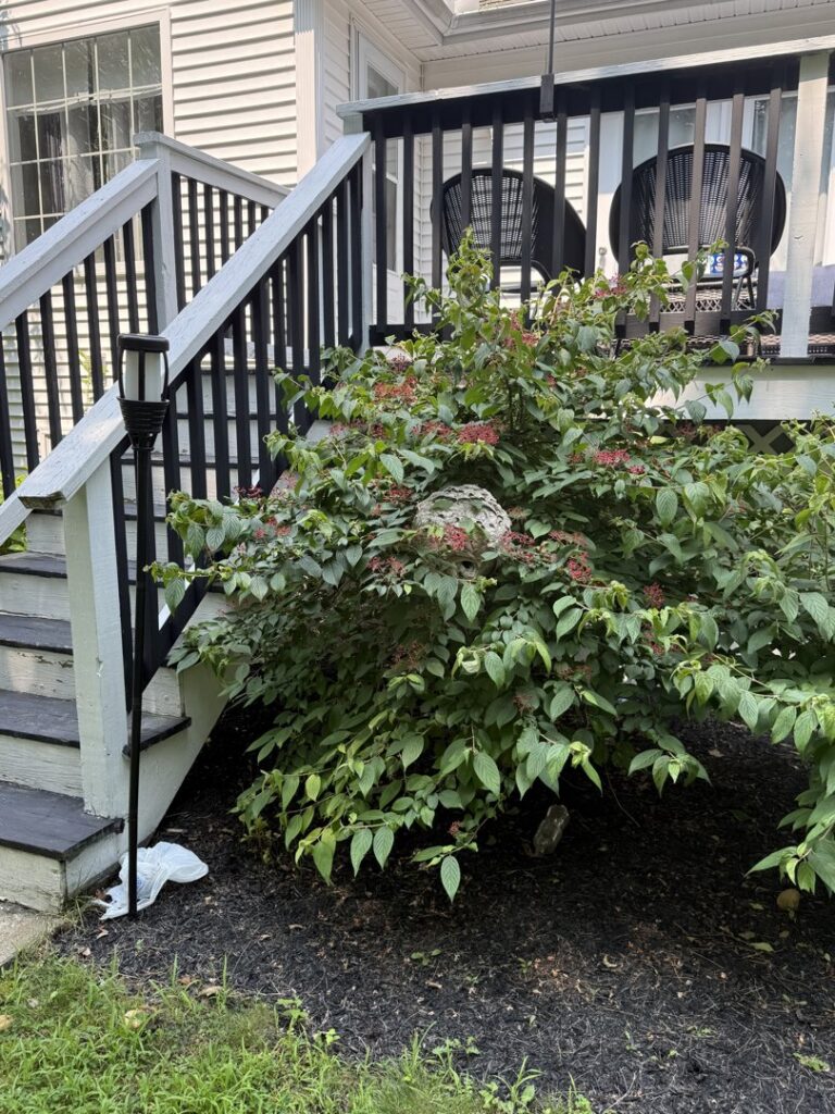 A large wasp nest visible in a bush next to a residential deck, identified by Milltown Pest Control LLC in Derry, NH.