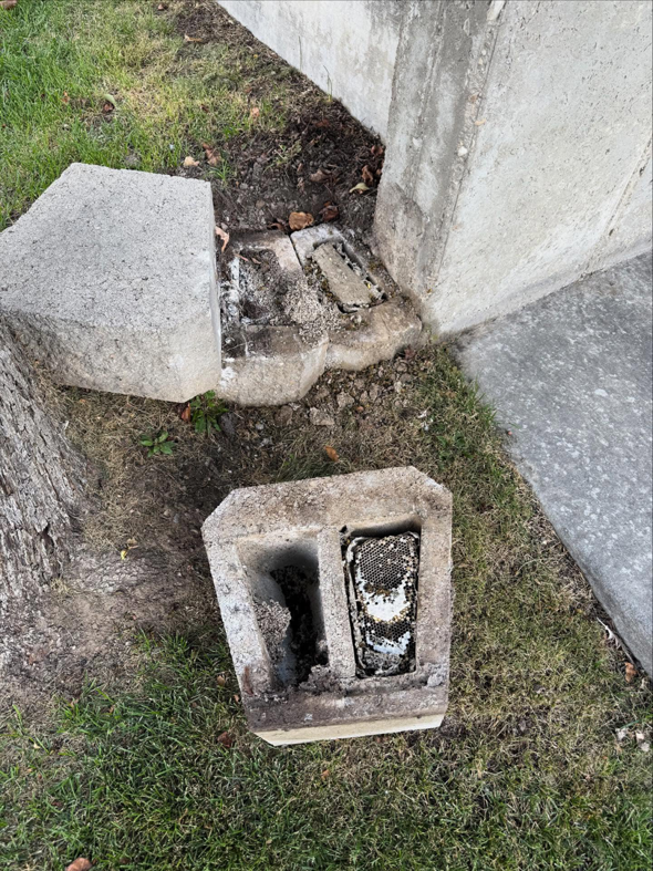 A wasp nest visible inside a concrete block on the ground, indicating a pest control issue for BAM Pest Control in Sandy, UT.