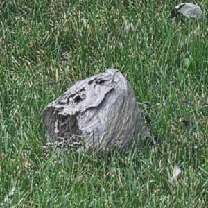 A large wasp nest found on the ground in the grass, indicating a pest control job by Pro Barrier Pest Control LLC in Aurora, IL.