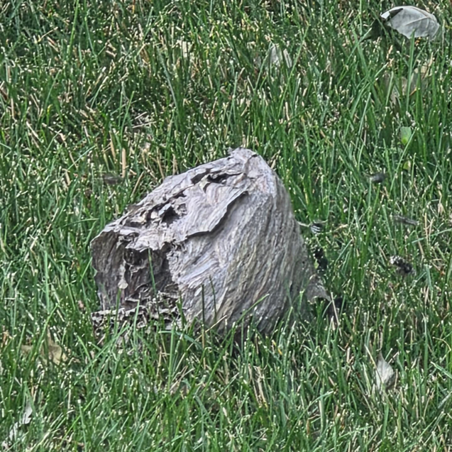A large wasp nest found on the ground in the grass, indicating a pest control job by Pro Barrier Pest Control LLC in Aurora, IL.