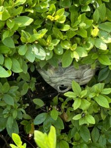A wasp nest nestled within a dense green bush, requiring removal by Genesis Termite and Pest Control in New Holland, PA.