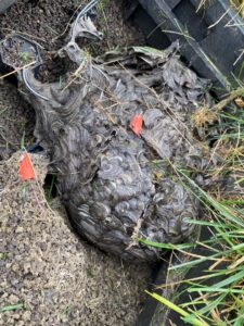 A wasp nest, partially broken, found in a ground utility box, indicating pest control work by Herman Pest Control Services in Minot, ND.
