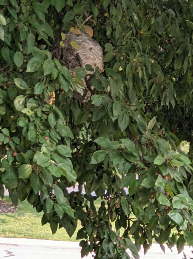 A large wasp or hornet nest visible in a leafy tree, a common pest control issue handled by Capitol Pest Management Inc. in Boise, ID