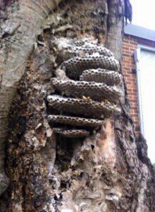 A large wasp nest built into a tree trunk, a pest problem handled by ABG Pest Control services in West Chicago, IL.