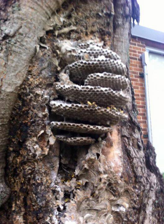A large wasp nest built into a tree trunk, a pest problem handled by ABG Pest Control services in West Chicago, IL.