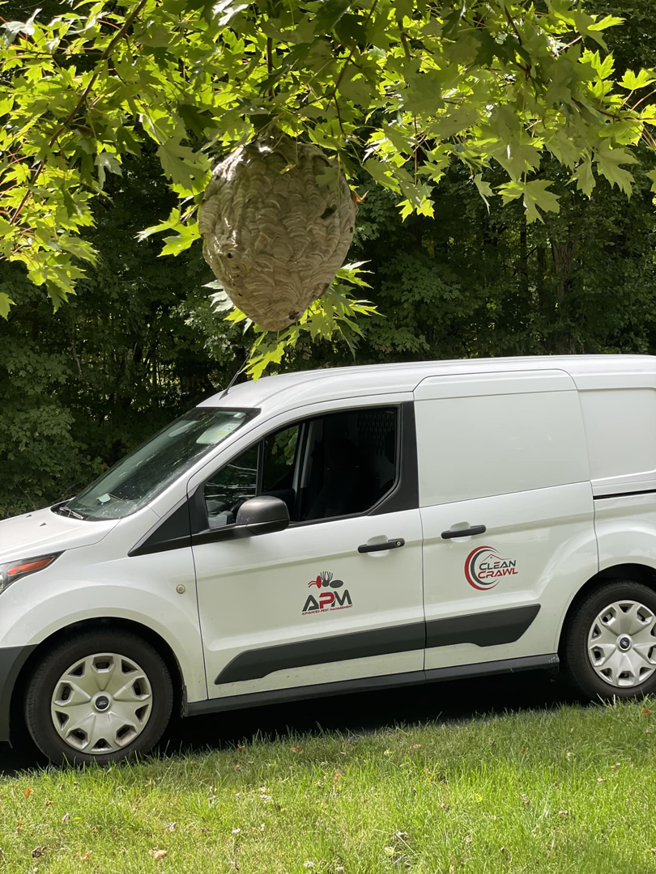 A large wasp nest hanging from a tree with an APM Advanced Pest Management service van parked nearby in Rio Grande, NJ.