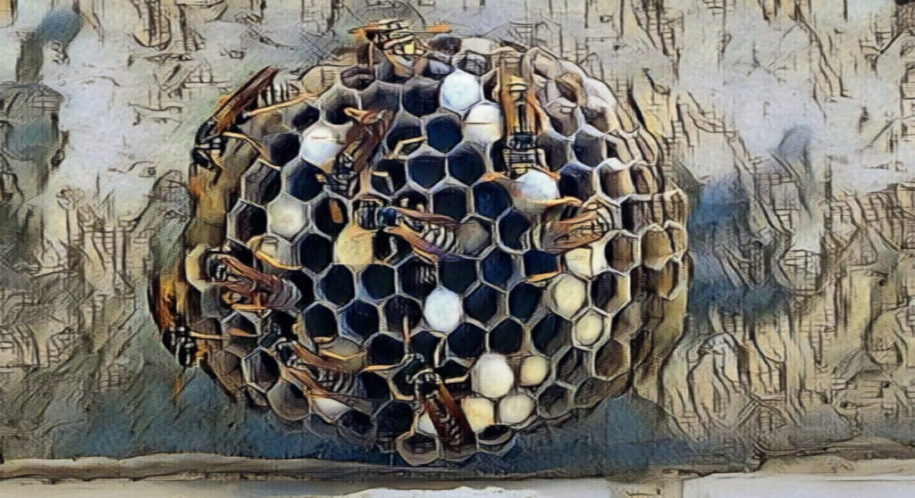 A detailed image of a wasp nest, representing a common pest issue handled by Pestcom Pest Management in Nampa, ID
