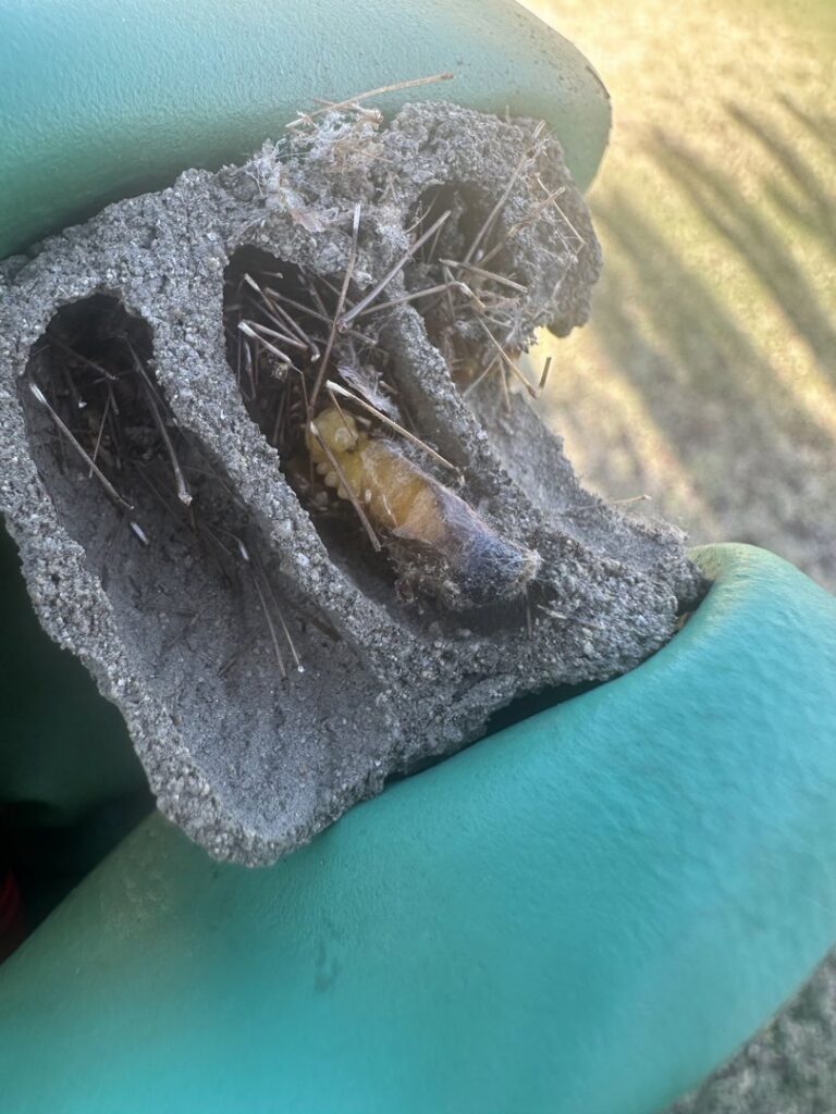 A gloved hand inspecting a mud dauber or wasp nest with a larva inside, part of pest control services by Sequoia Pest Solutions in Bakersfield, CA.