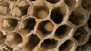 A close-up view of a wasp nest showing larvae within the hexagonal cells, indicating a pest problem addressed by Grand Rapids Pest Control in Grand Rapids, MI.