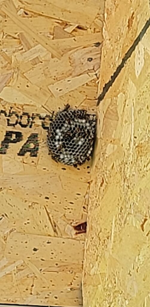 A wasp nest with visible larvae attached to a wooden structure, indicating a pest problem for Wilkinson Pest Control in Nampa, ID.