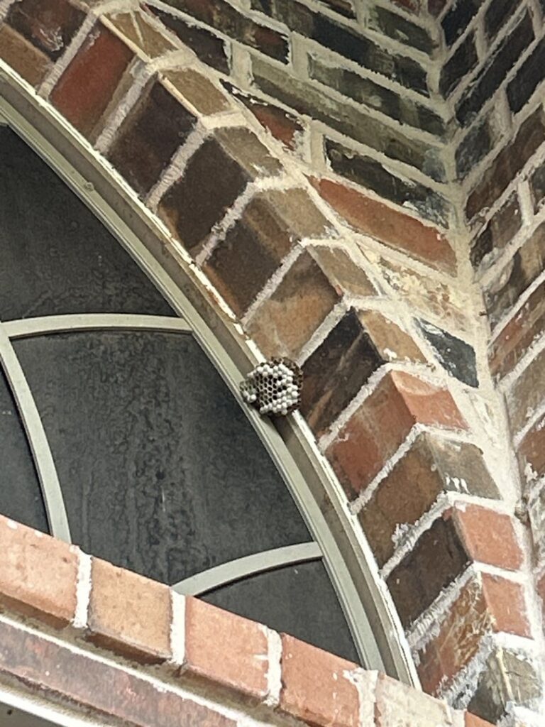 A wasp nest attached to a brick archway above a window, showing a pest problem for EcoShield Pest Solutions Fort Worth, TX.