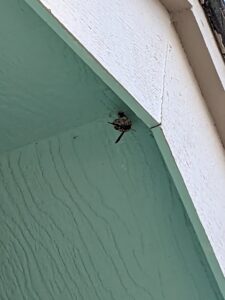 A wasp nest with a wasp attached to a building corner, showing a pest problem, by Blue Rose Pest Control in Fremont, NE.