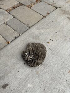 A large wasp nest with visible larvae on concrete ground, a common pest issue handled by Natura Pest Control in Boise, ID.