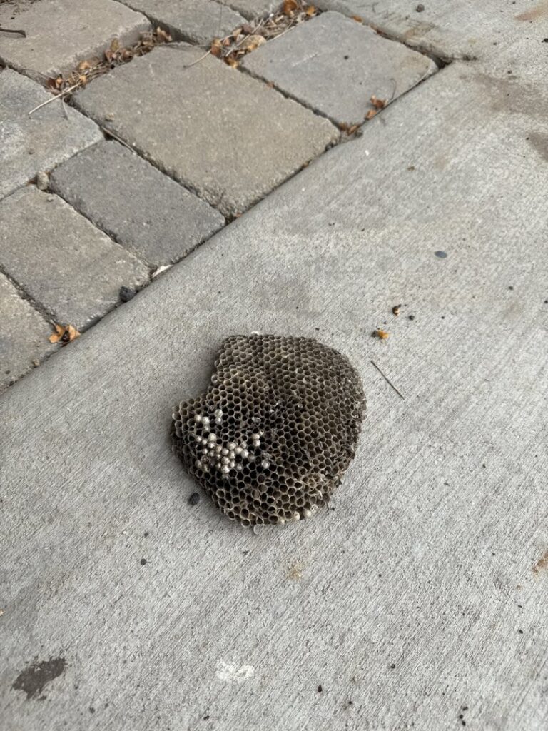 A large wasp nest with visible larvae on concrete ground, a common pest issue handled by Natura Pest Control in Boise, ID.