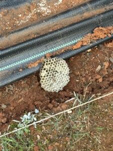 A wasp nest found on the ground, indicating a pest control service needed from Lookout Pest Birmingham, AL.