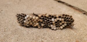 A discarded wasp nest lying on the ground, showing evidence of pest control work by Wilkinson Pest Control in Nampa, ID.