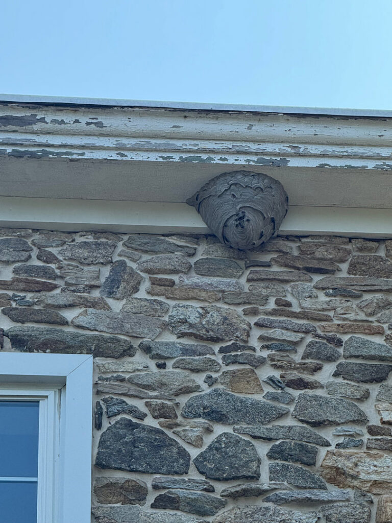 A large wasp nest attached to the eaves of a stone house, removed by Genesis Termite and Pest Control in New Holland, PA.