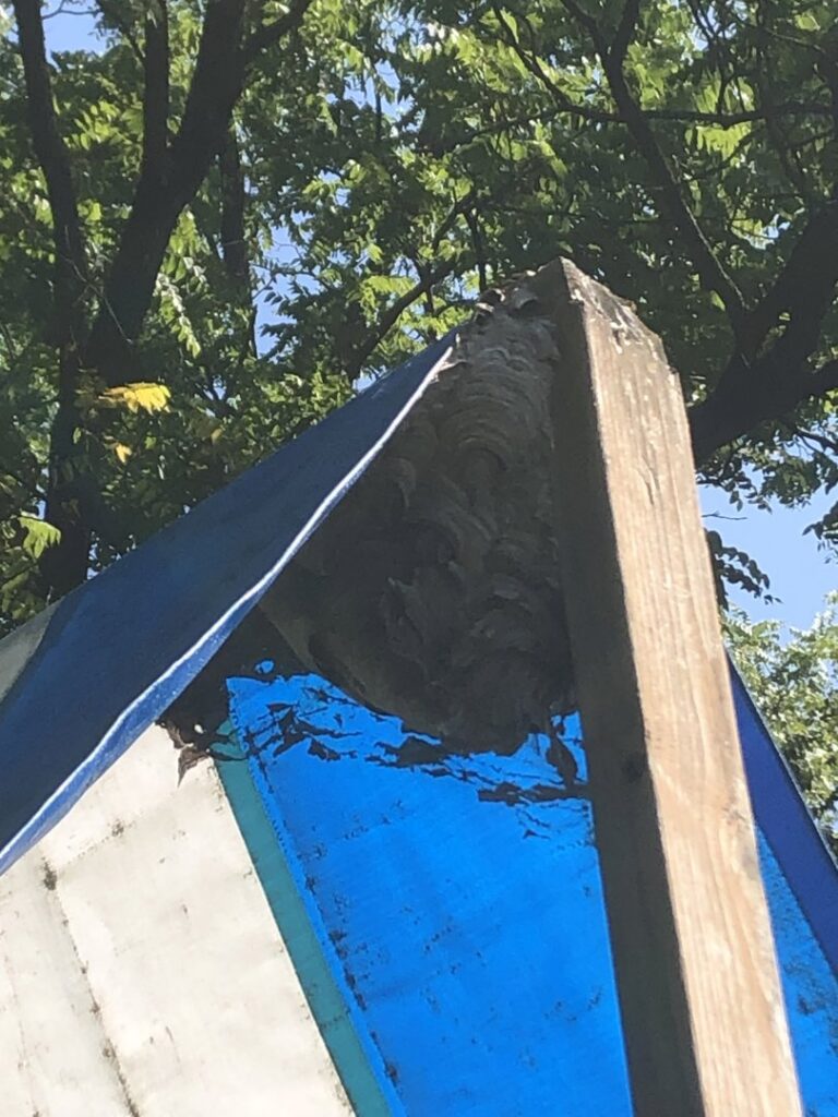 A large wasp nest attached to the corner of an outdoor structure, requiring removal by Antix Pest Control in Canton, OH.