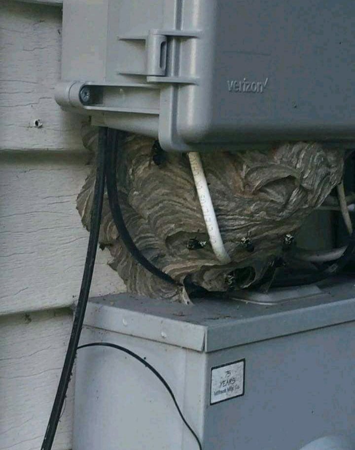 A large wasp or hornet nest built around a utility box on a house, requiring pest control from Premier Pest Management in Yonkers, NY.
