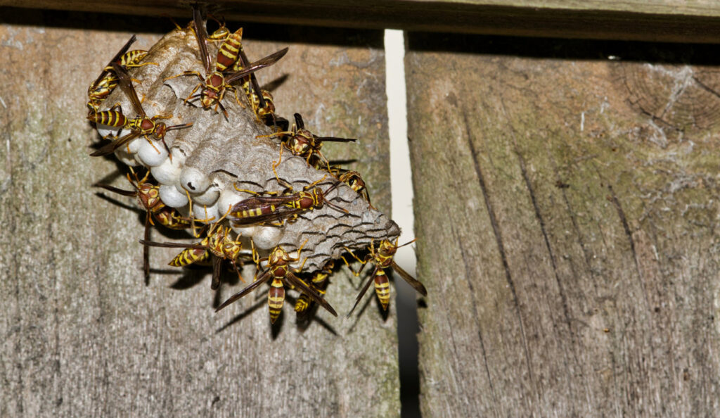 A wasp nest with active wasps attached to a wooden fence, a pest control service provided by SWAT It Pest Control in Tempe, AZ.