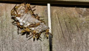 A wasp nest with active wasps attached to a wooden fence, a pest control service provided by SWAT It Pest Control in Tempe, AZ.