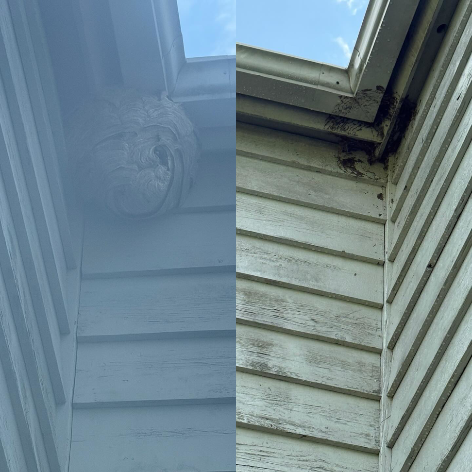 Before and after image of a large wasp nest removal service by ClearCut Pest Control Inc. in High Point, NC.