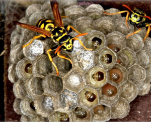 A close-up of a wasp nest with wasps and larvae, showing a pest control issue for Prestige Pest Management in Brighton, CO.
