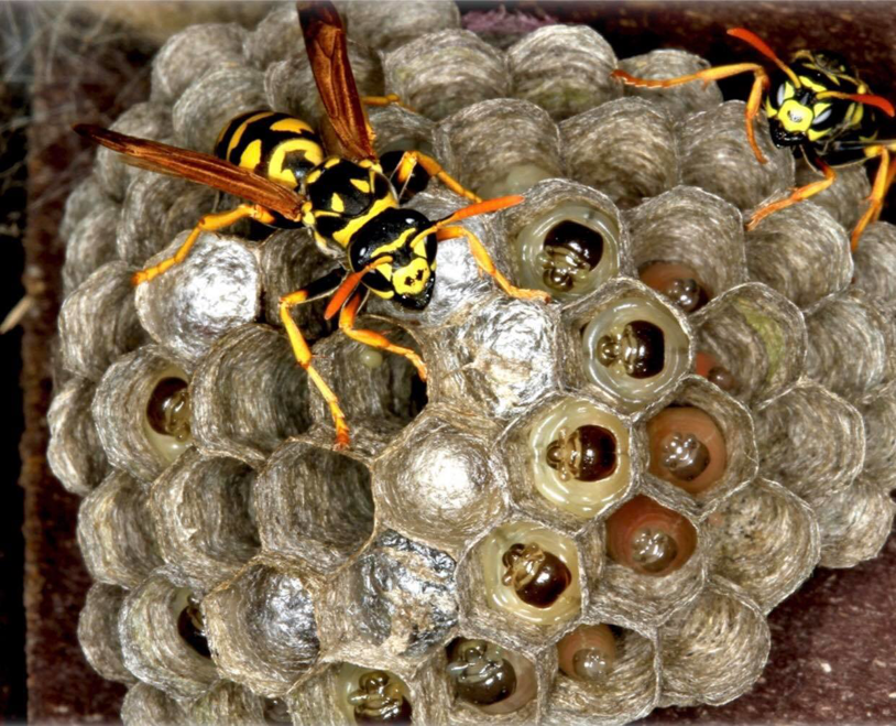 A close-up of a wasp nest with wasps and larvae, showing a pest control issue for Prestige Pest Management in Brighton, CO.