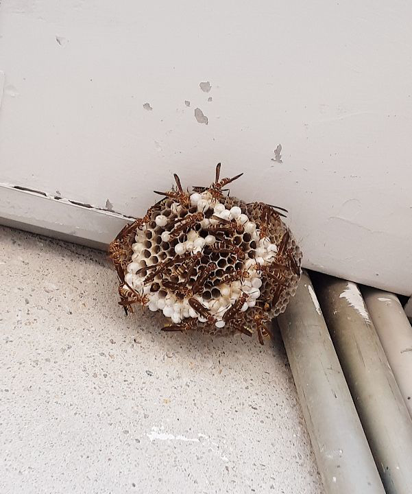 A large wasp nest attached to a building, indicating a pest control job by Sandlin's Pest Control in Decatur, AL.
