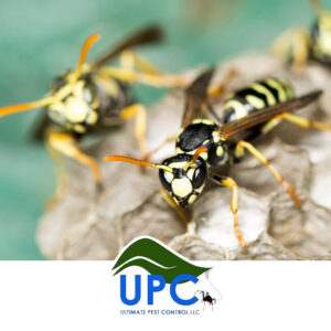 Close-up of wasps on their nest, illustrating wasp removal services by Ultimate Pest Control LLC in Eugene, OR.