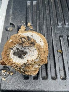 Sections of a wasp nest with honeycomb structure on a truck bed after removal by Bye Bye Pest Solutions in Hanover, PA.